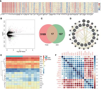 BTG2 and SerpinB5, a novel gene pair to evaluate the prognosis of lung adenocarcinoma